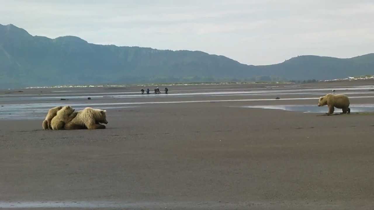 Mother Bear Protecting Her Cubs - AMAZING! - Sasquatch Alaska - YouTube