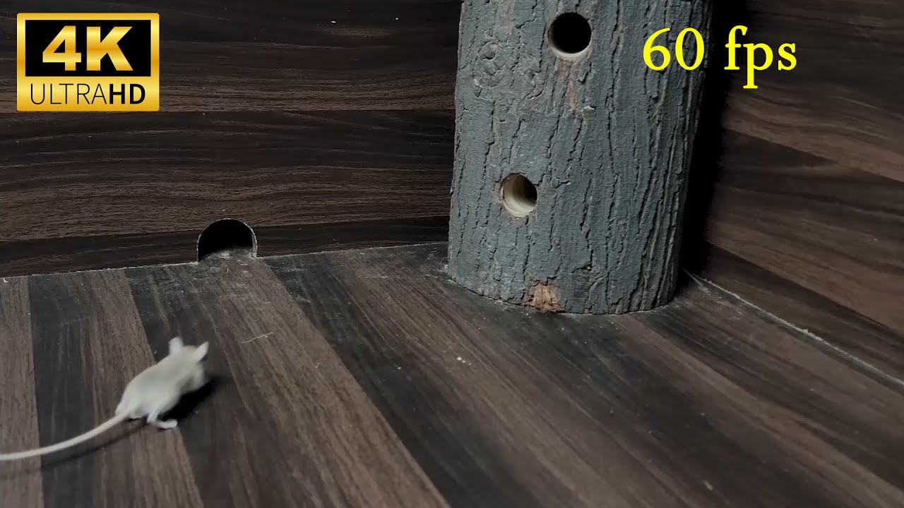 Cat TV mice for cats to watch Mouse hide and seek on screen 8 hour ...
