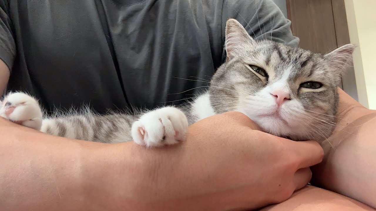 かまってもらえないと膝の上で寝始めるもちに手を焼いてます…笑