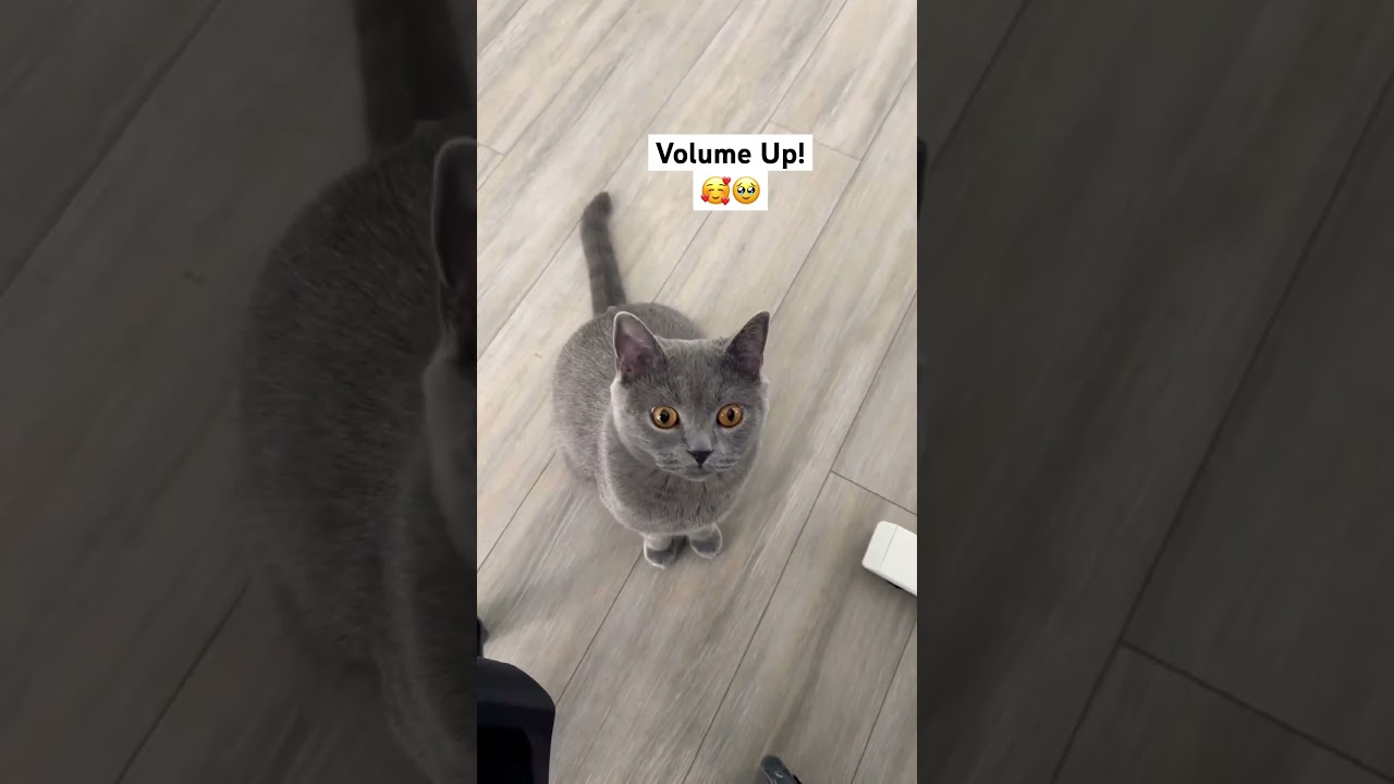 Excuse me, human, it’s Pet time!! 