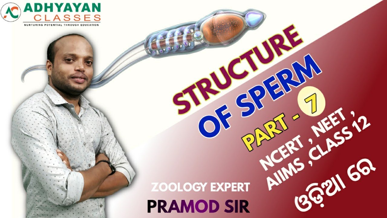 Structure of sperm | human reproduction | class 12 | NCERT | adhyayan classes | PRAMOD SIR