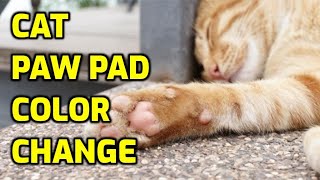 Celebrity Why Do Cats Paw Pads Change Color? Net Worth