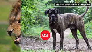 Top 10 Dog Breeds Capable of Killing a Lion 2023 by Pet Waw 2,000 views 1 year ago 6 minutes, 3 seconds