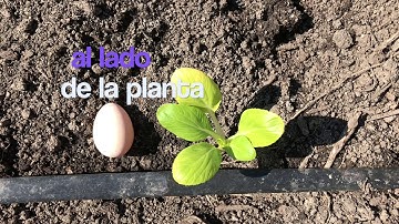 Learn your Spanish Prepositions! (Part 2: EGGS)