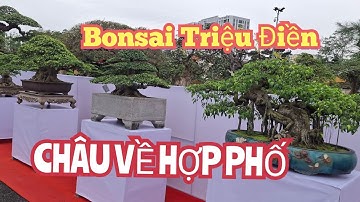 ZBV- TĐ3:Dàn Bonsai  để bàn quý như những viên ngọc tại triển lãm Triệu Điền 2025 #bonsai#trieudien