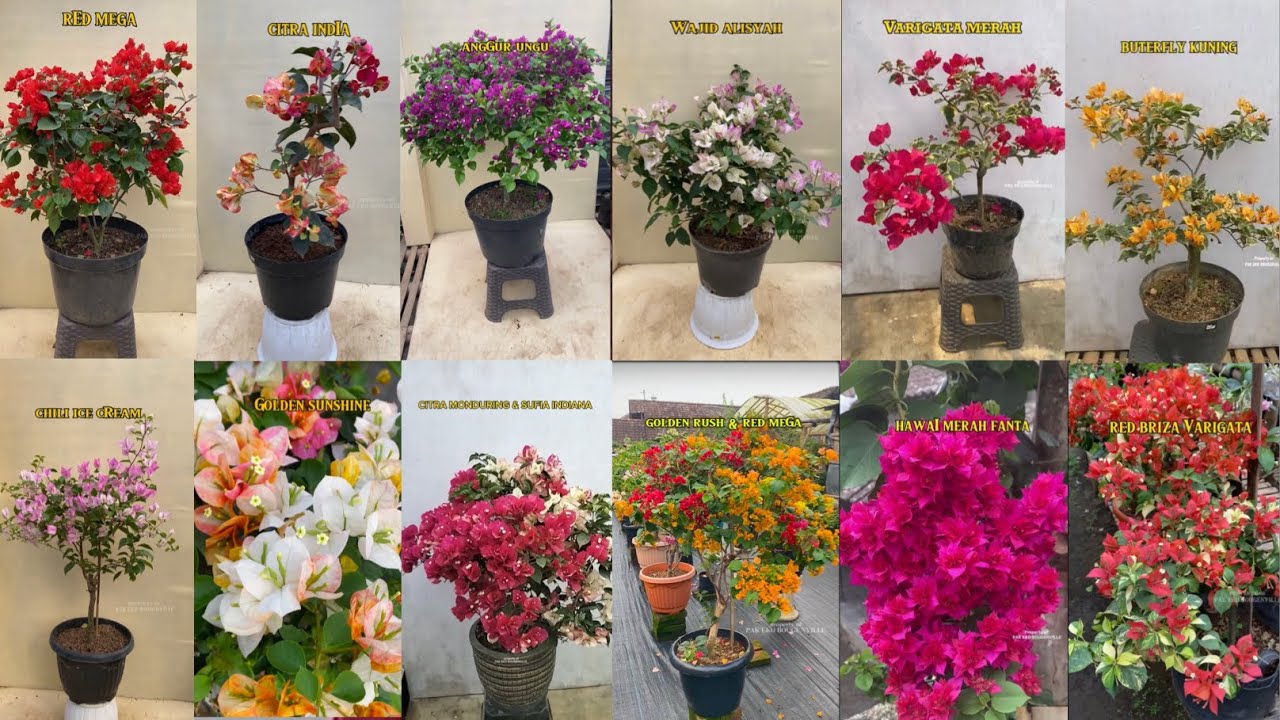 KUMPULAN VIDEO JENIS BOUGENVILLE