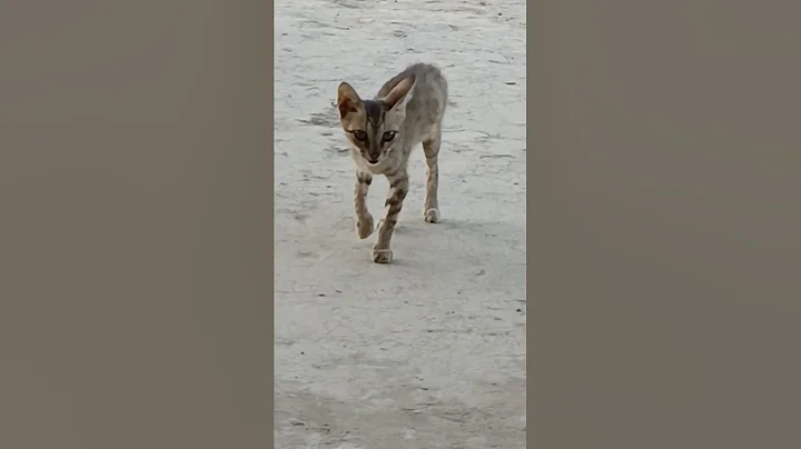 Video 9499061: cats animal funny love, cat best funny animal, cat loves walking