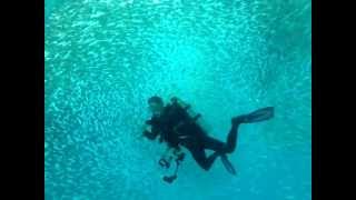 Underwater Bait Ball in Bonaire
