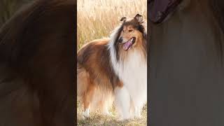 Rough Collie is a friendly breed of dog. #shorts