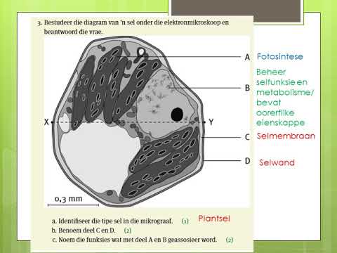 LEWENSWETENSKAP GRAAD 10: 21 Mei 2020 - periode 7 (21107) - YouTube