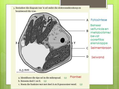 Video: Wat word die dubbellaag van die selmembraan genoem?