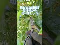 5月のキンモクセイ剪定 #shorts 花後の剪定は説明欄からどうぞ
