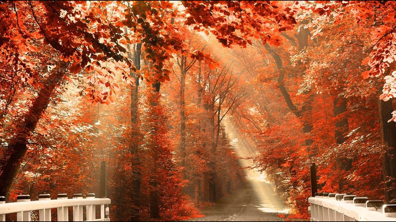 Autumn Binaural Music | Relaxing, Meditation, Sleeping, Studying Music