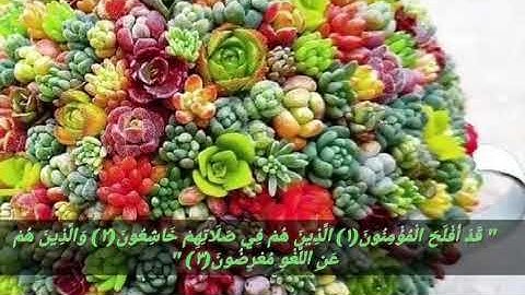 #سورة المؤمنون تلاوة مباركه بصوت الشيخ محمد الغرباوى