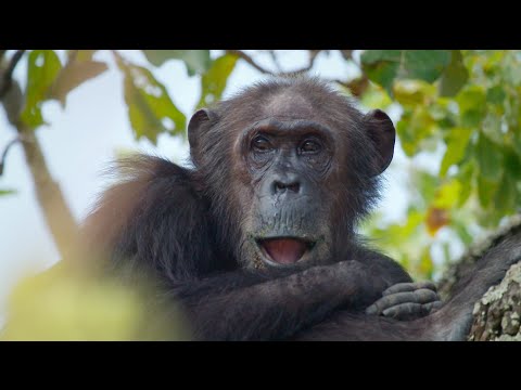 Video: Kas ahvid kiiguvad puid?