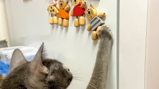 Cat curious about cat wooden magnets | Lucky Korat Cat by Lucky Korat Cat 662 views 2 years ago 54 seconds