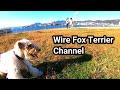 Sunday's wire fox terrier の動画、YouTube動画。