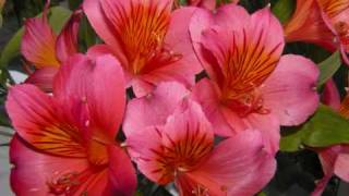 15 Self Study with US in Mind, The Pathwork Lecture2