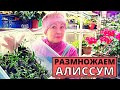 Как размножать АЛИССУМ и другие цветы? Что нужно знать для отличного результата?