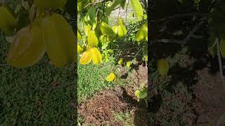 Lots of fruits on a small tree - Living off the Grid