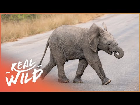 SEARCHING FOR BABY ELEPHANTS IN KENYA | WILDLIFE QUEST