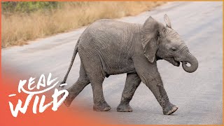 Searching For Baby Elephants In Kenya | Wildlife Quest
