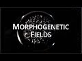 What Are Morphogenetic Fields? - Quantum University