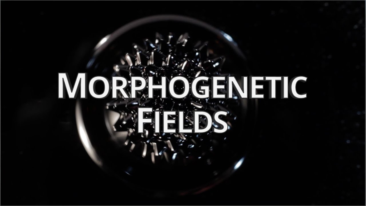 What Are Morphogenetic Fields? - Quantum University