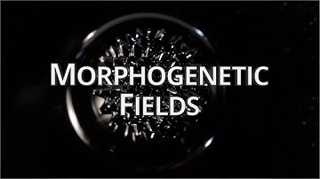 What Are Morphogenetic Fields? - Quantum University
