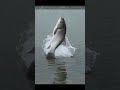 Epic Carp Jump! Amazing Fishing Catch at the Lake 🐟💦