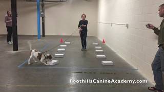 Elements of a Scent Work trial