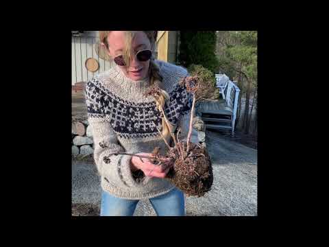 Video: Kan buksbom plantes i potter: tips om dyrking av buksbombusker i containere