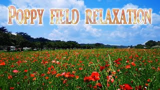 【日本の花園】広大なポピー畑で行う花のリラクゼーション Caught in a poppy field 【Poppy in full bloom】