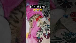 ठंडी आ रही है भाई #shortvideo #funny #bestbests #catcomedy #comedy #catvideos #