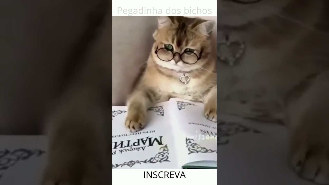 Pegadinha dos bichos engraçados, animais inteligentes, sustos, quedas, gatos e cachorros. 