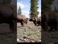A Dramatic Fight Between A Massive American Bison And A Powerful Grizzly Bear In A Rugged Mountain