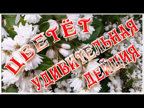 Лето ✿ Удивительная и прекрасная Дейция цветёт ✿ Натуральные видеофоны ✿✿✿ футажи HD