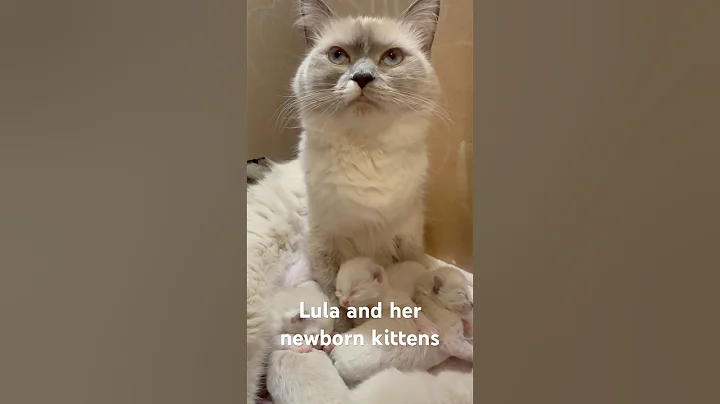 Video 7215221: purebred kittens, purebred cat, healthy kittens