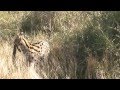 Serval VS Puff adder