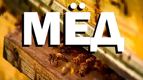 Галилео. Мёд