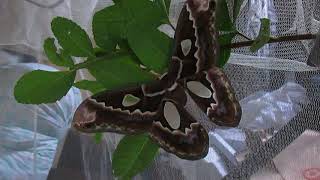 Rothschildia prionia