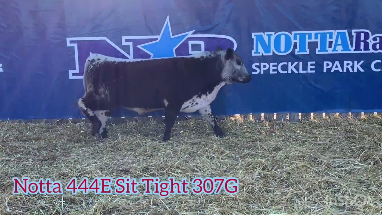 Notta 444E Sit Tight 307G YouTube