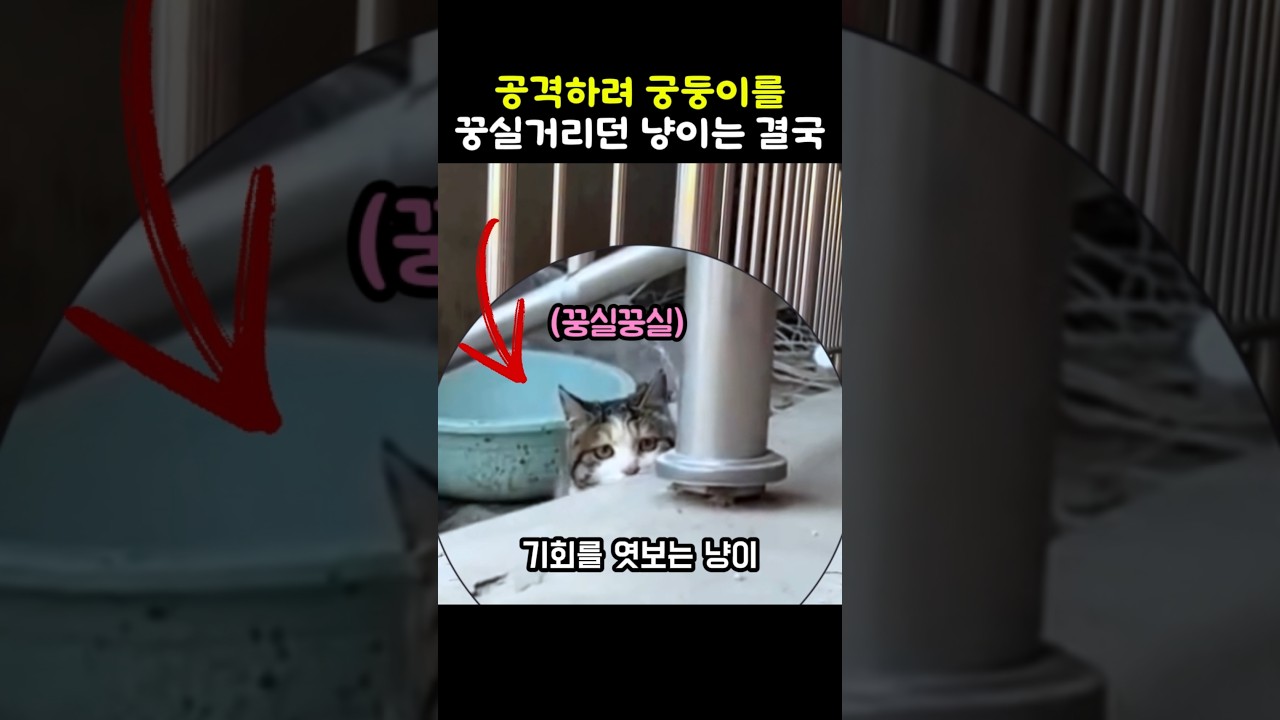 공격하려 꿍길거리던 고양이의 최후 ㅋㅋ #냥이 #길냥이 #야옹이 #고양이영상 #고양이일상