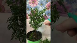 видео: #Мирт🪴формирование, очередная обрезка🌿🌱. картинка: #Мирт🪴формирование, очередная обрезка🌿🌱.