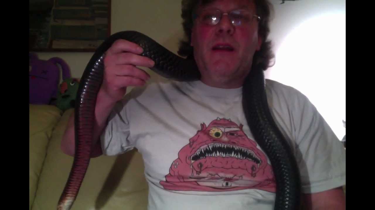 indigo snake eating - YouTube