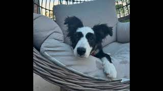 Dog days of summer!