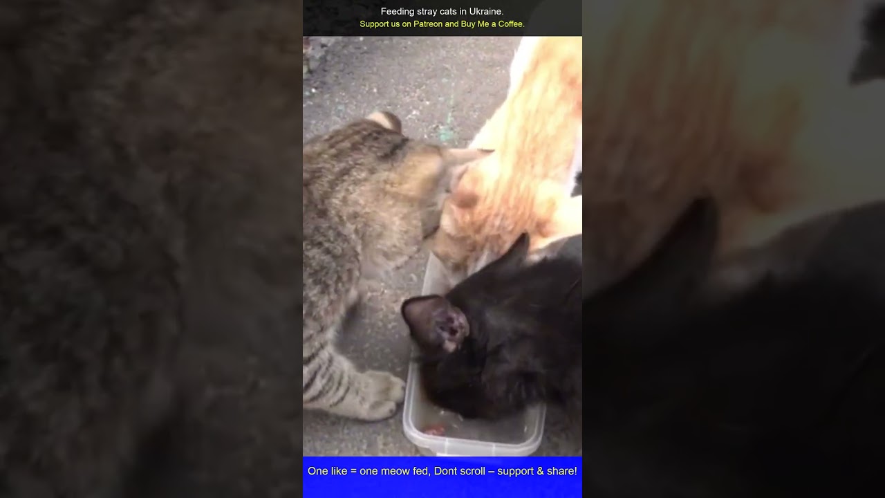 Ukraine's Stray Cat Heroes Feeding, Sheltering, and Loving