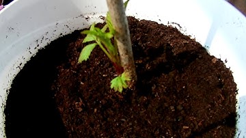 Raspberries - 7 days timelapse