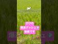 ㊗️110万回再生❣️びびの呼んだら帰ってくるダッシュ💨動画です。爆速ダッシュです。 #びびちょぱ #猫ダッシュ#呼んだら帰ってくる#速いよー