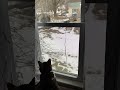 Cat squirrel watching!